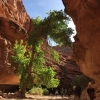 milky-way-mooney-falls-havasu-havasupai-beaver-bucket-list-tracy-lee-192
