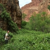 milky-way-mooney-falls-havasu-havasupai-beaver-bucket-list-tracy-lee-235