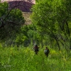 neon-fence-canyon-golden-cathedral-escalante-canyoneering-rappelling-tracy-lee-249