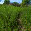 neon-fence-canyon-golden-cathedral-escalante-canyoneering-rappelling-tracy-lee-250