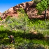 neon-fence-canyon-golden-cathedral-escalante-canyoneering-rappelling-tracy-lee-251