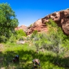 neon-fence-canyon-golden-cathedral-escalante-canyoneering-rappelling-tracy-lee-252