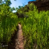 neon-fence-canyon-golden-cathedral-escalante-canyoneering-rappelling-tracy-lee-253