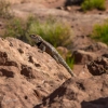 neon-fence-canyon-golden-cathedral-escalante-canyoneering-rappelling-tracy-lee-263