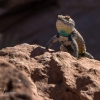 neon-fence-canyon-golden-cathedral-escalante-canyoneering-rappelling-tracy-lee-264