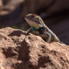 neon-fence-canyon-golden-cathedral-escalante-canyoneering-rappelling-tracy-lee-265