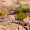 neon-fence-canyon-golden-cathedral-escalante-canyoneering-rappelling-tracy-lee-266