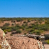 neon-fence-canyon-golden-cathedral-escalante-canyoneering-rappelling-tracy-lee-267