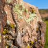 neon-fence-canyon-golden-cathedral-escalante-canyoneering-rappelling-tracy-lee-269