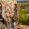 neon-fence-canyon-golden-cathedral-escalante-canyoneering-rappelling-tracy-lee-270