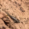 neon-fence-canyon-golden-cathedral-escalante-canyoneering-rappelling-tracy-lee-275