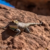 neon-fence-canyon-golden-cathedral-escalante-canyoneering-rappelling-tracy-lee-279